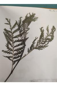 <i>Tanacetum vulgare</i>