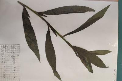 <i>Solidago gigantea</i>