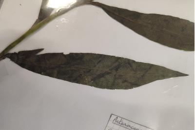 <i>Solidago gigantea</i>