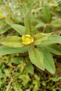 <i>Hypericum calycinum</i>