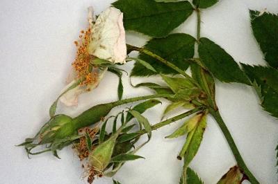 <i>Rosa deseglisei</i>