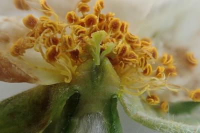 <i>Rosa deseglisei</i>