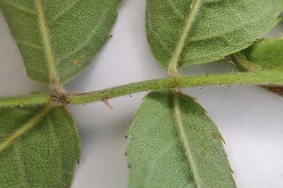 <i>Rosa deseglisei</i>