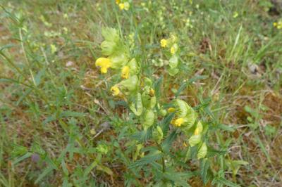 <i>Rhinanthus minor</i>