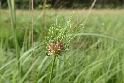 <i>Allium vineale</i>