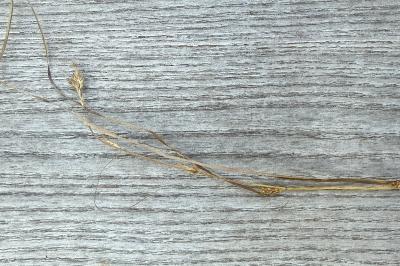 <i>Carex remota</i>