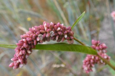 <i>Persicaria maculosa</i>
