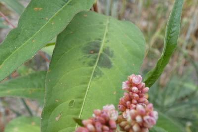 <i>Persicaria maculosa</i>