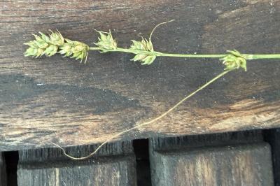 <i>Carex divulsa</i>