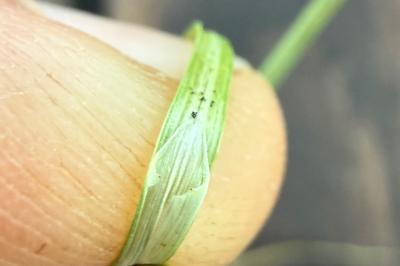 <i>Carex divulsa</i>