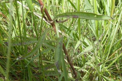 <i>Centaurea jacea</i>