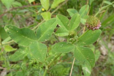 <i>Trifolium hybridum</i>
