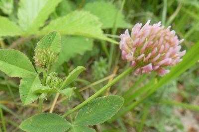 <i>Trifolium hybridum</i>