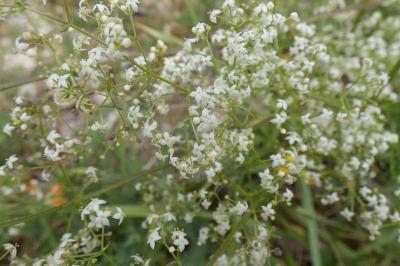 <i>Galium album</i>