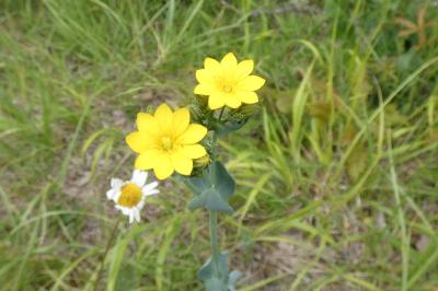 <i>Blackstonia perfoliata</i>