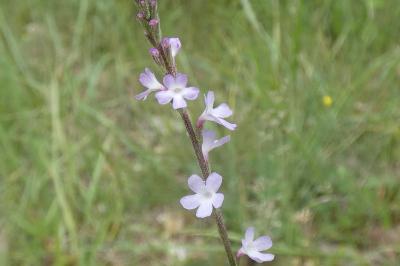 <i>Verbena officinalis</i>
