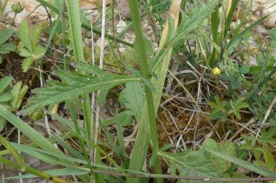 <i>Verbena officinalis</i>