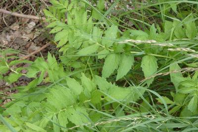 <i>Valeriana officinalis</i>