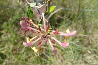 <i>Lonicera</i>