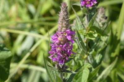 <i>Lythrum salicaria</i>