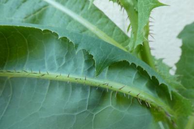 <i>Lactuca serriola</i>