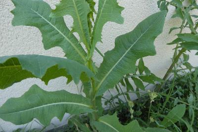 <i>Lactuca serriola</i>