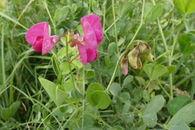 <i>Lathyrus tuberosus</i>
