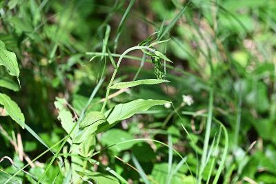 <i>Epipactis</i>