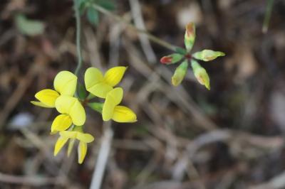 Lotus corniculatus
