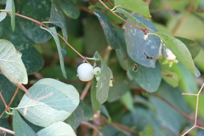 <i>Symphoricarpos albus</i>
