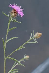 <i>Centaurea decipiens</i>