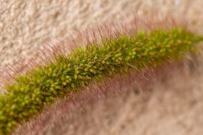 <i>Setaria italica</i>