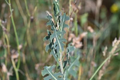 <i>Lactuca serriola</i>