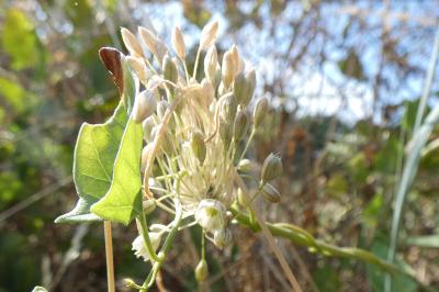 <i>Allium oleraceum</i>
