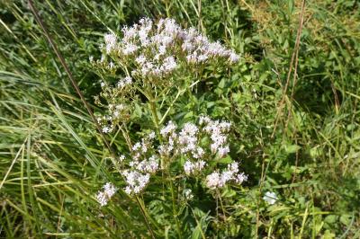 <i>Valeriana officinalis</i>