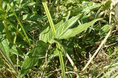 <i>Valeriana officinalis</i>