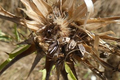 <i>Carthamus lanatus</i>