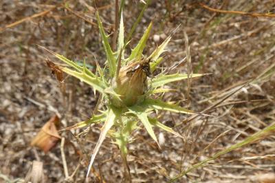 <i>Carthamus lanatus</i>