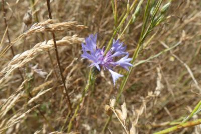 <i>Cyanus segetum</i>