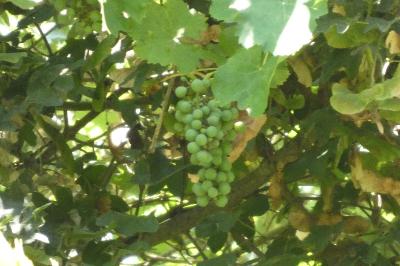 <i>Vitis vinifera</i>