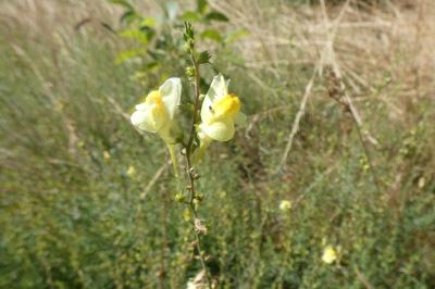 <i>Linaria vulgaris</i>