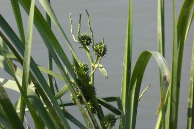 <i>Sparganium erectum</i>