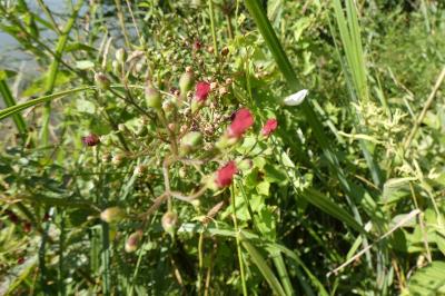 <i>Scrophularia auriculata</i>