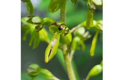 <i>Neottia ovata</i>
