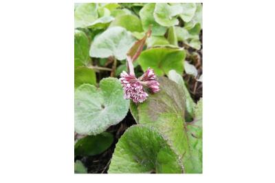 <i>Petasites pyrenaicus</i>