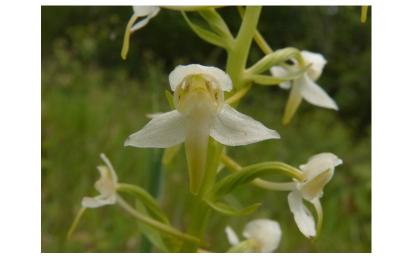 <i>Platanthera chlorantha</i>