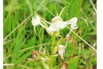 <i>Platanthera chlorantha</i>