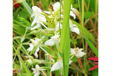 <i>Platanthera chlorantha</i>