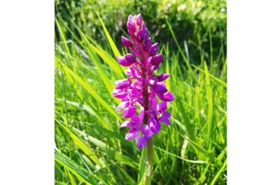 <i>Orchis mascula</i>