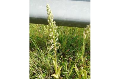 <i>Himantoglossum hircinum</i>